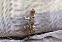 Sceloporus horridus