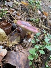 Russula xerampelina