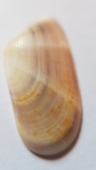 Donax semistriatus