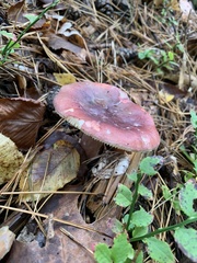 Russula xerampelina
