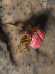 Pagurus middendorffii