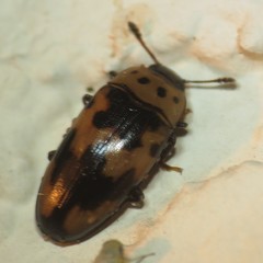 Ischyrus quadripunctatus