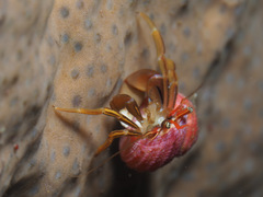 Pagurus middendorffii