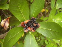Pittosporum roimata