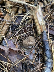 Lycoperdon