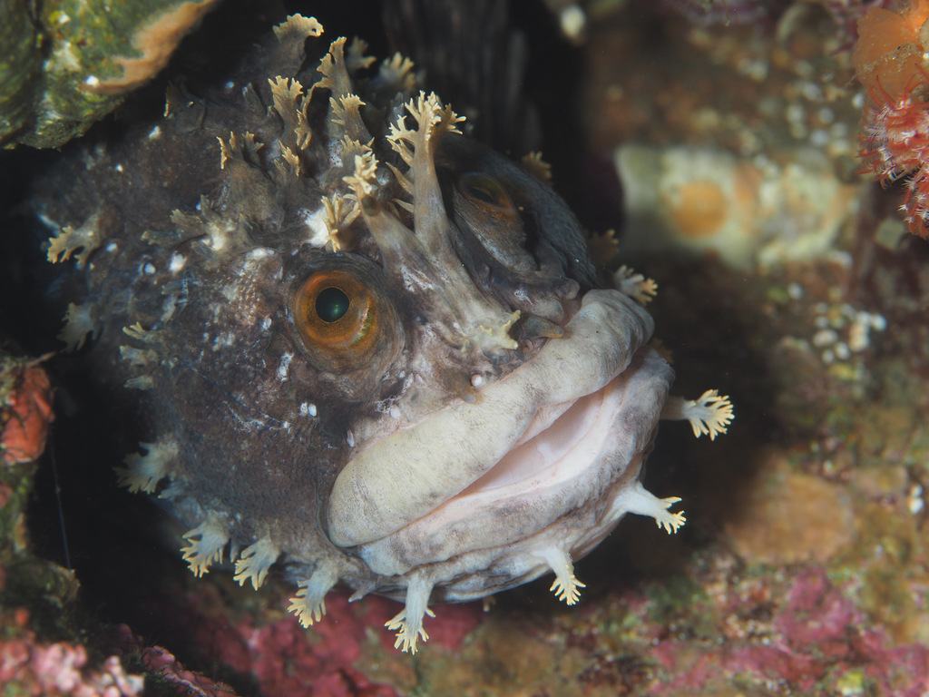 Mottled Warbonnet