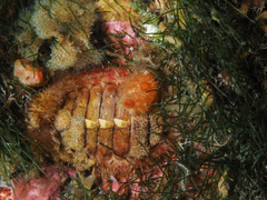 Placiphorella stimpsoni