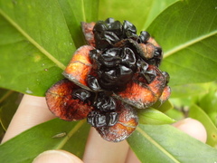 Pittosporum roimata