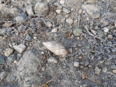 Plectostylus coquimbensis