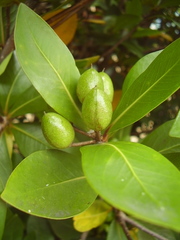 Pittosporum roimata