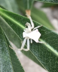 Thomisus