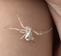 Thomisus