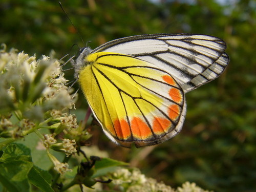 ベニモンカザリシロチョウ (Delias hyparete) · iNaturalist