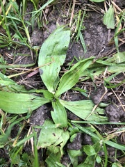 Plantago lanceolata