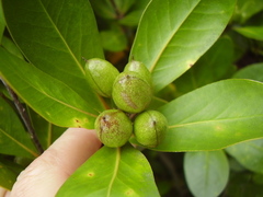 Pittosporum roimata
