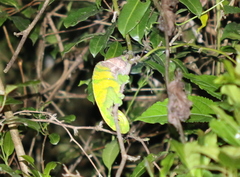 Calumma oshaughnessyi