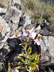 Alstroemeria magnifica