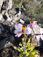 Alstroemeria magnifica