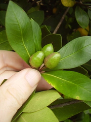 Pittosporum roimata