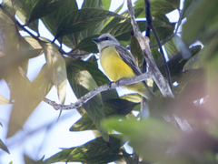 Tyrannus melancholicus