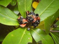 Pittosporum roimata