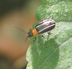 Acalymma vinctum
