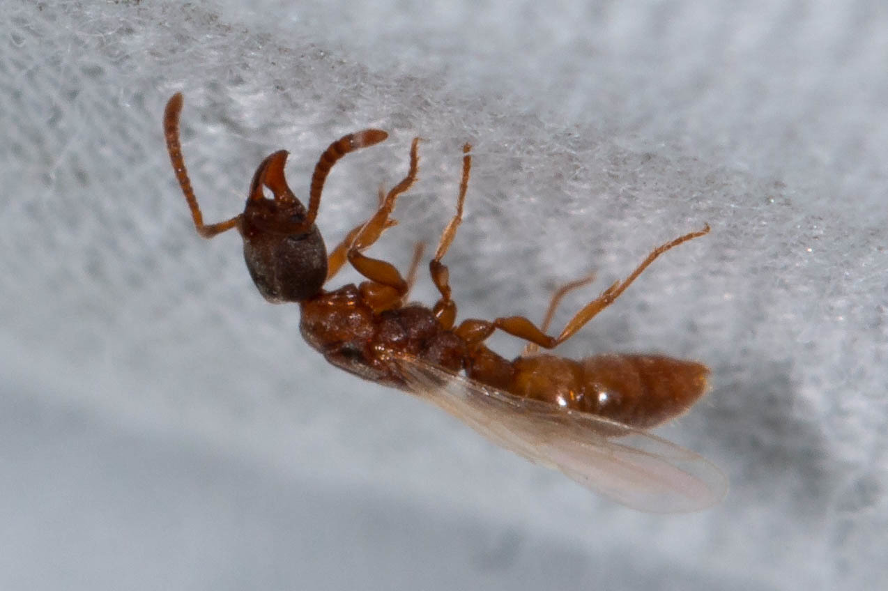 Ponerinae