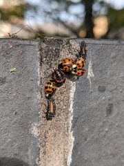Harmonia axyridis