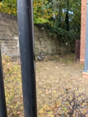 Araneus diadematus