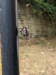 Araneus diadematus