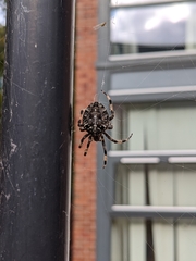 Araneus diadematus
