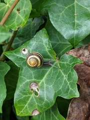 Cepaea
