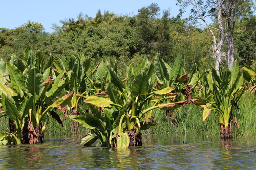 Water Banana