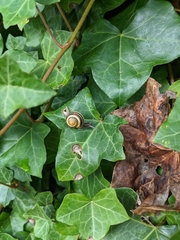 Cepaea