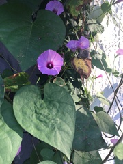 Ipomoea pedicellaris