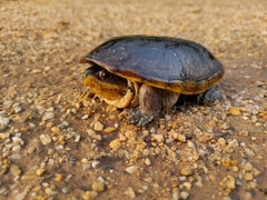 Claudius angustatus