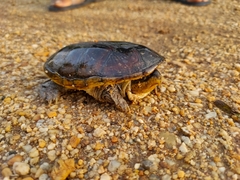 Claudius angustatus