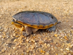 Claudius angustatus
