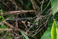 Pseudagrion malabaricum