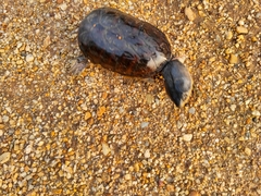 Claudius angustatus