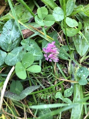 Trifolium pratense