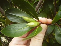 Pittosporum roimata