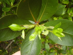 Pittosporum roimata