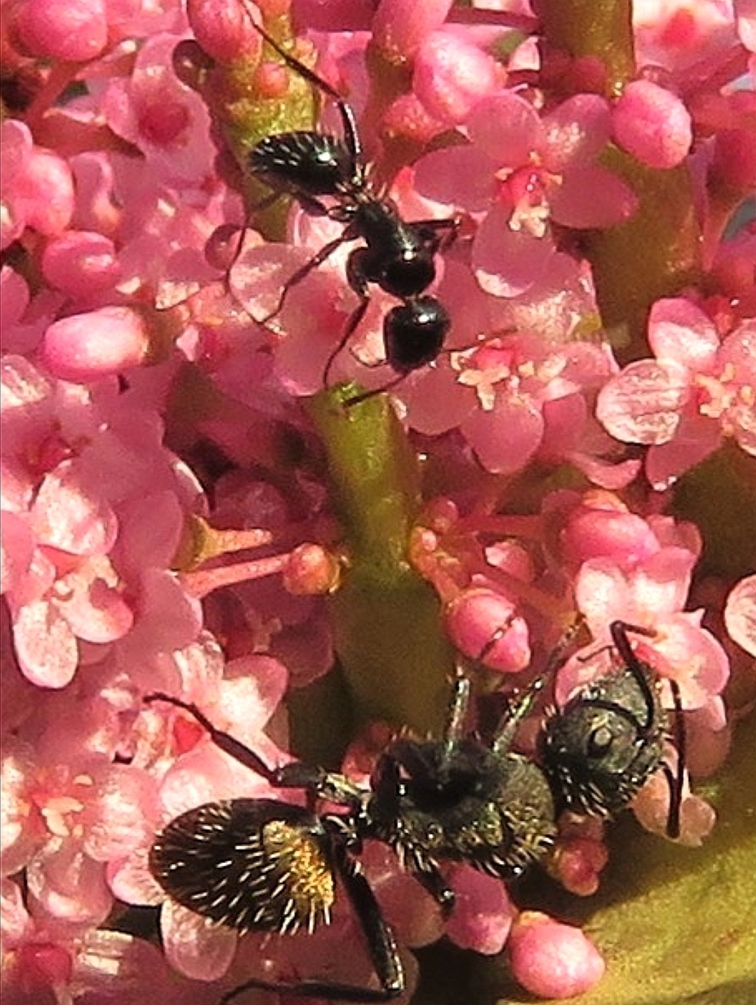 Camponotus niveosetosus