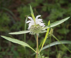 Monarda citriodora austromontana