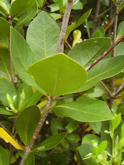 Pittosporum roimata