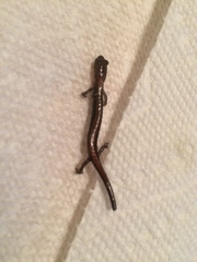 Plethodon cinereus image