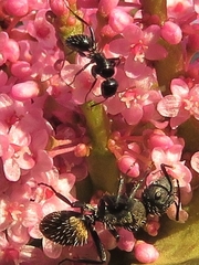 Camponotus postoculatus