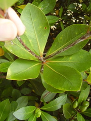 Pittosporum roimata