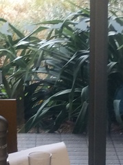 Phormium